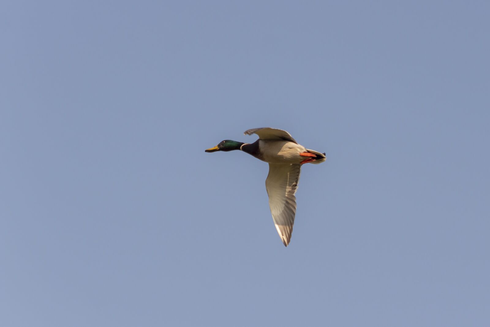 Canon EF75-300mm f/4-5.6 sample photo. Mallard duck, duck, wild photography