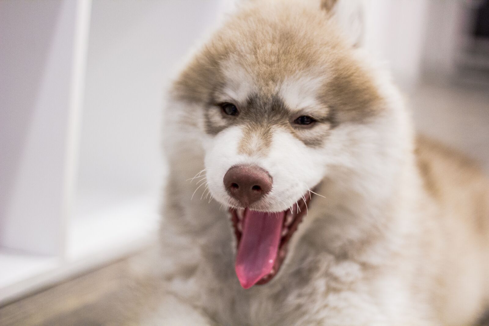 Canon EOS 60D + Canon EF 50mm F1.8 II sample photo. Dog, puppy, animal photography