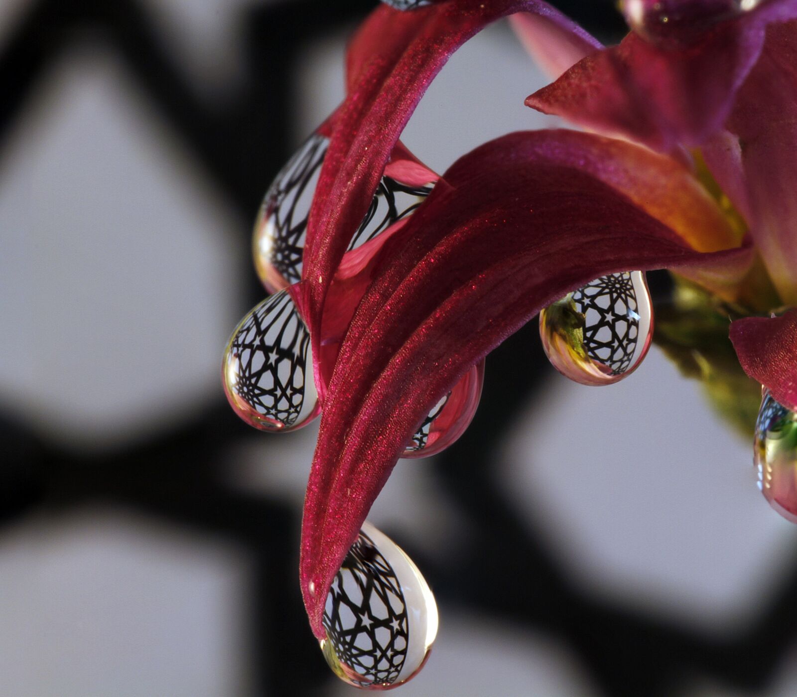Canon EOS 7D sample photo. Drop, flower, macro photography
