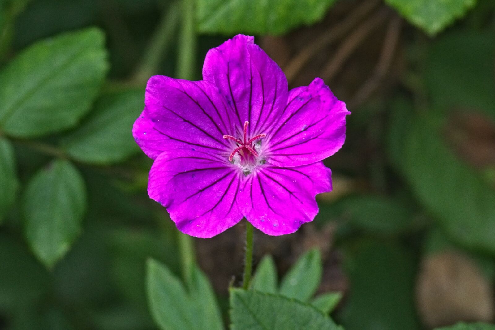 Nikon D7100 sample photo. Marsh cranesbill, geranium palustre photography