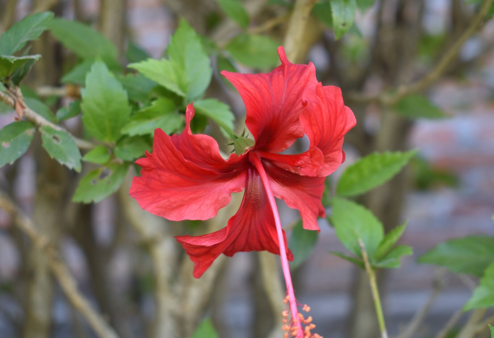 Nikon D3400 sample photo. Flower, red, blossom photography