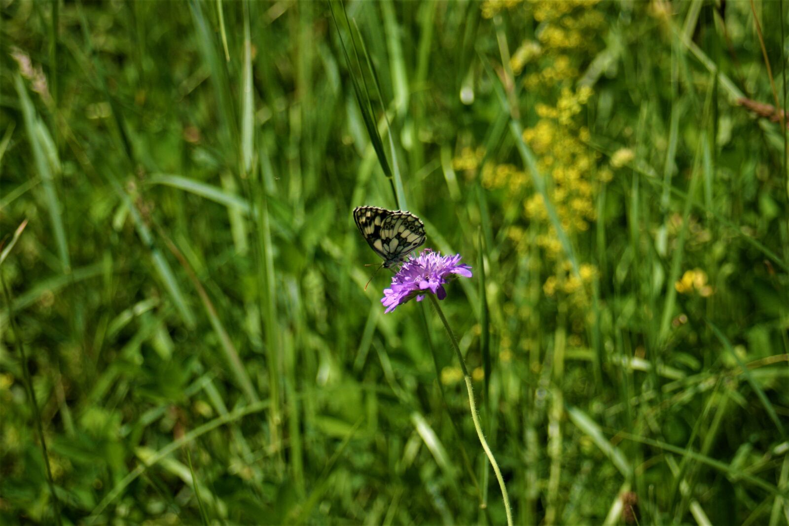 Canon EOS 400D (EOS Digital Rebel XTi / EOS Kiss Digital X) sample photo. Butterfly eating, butterfly, nectar photography