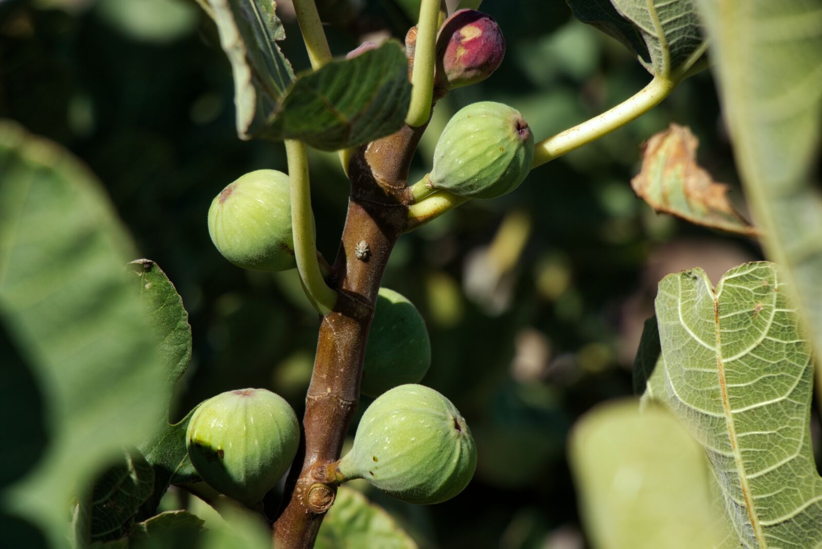 Canon EOS 80D sample photo. Fig, eating, fruit photography