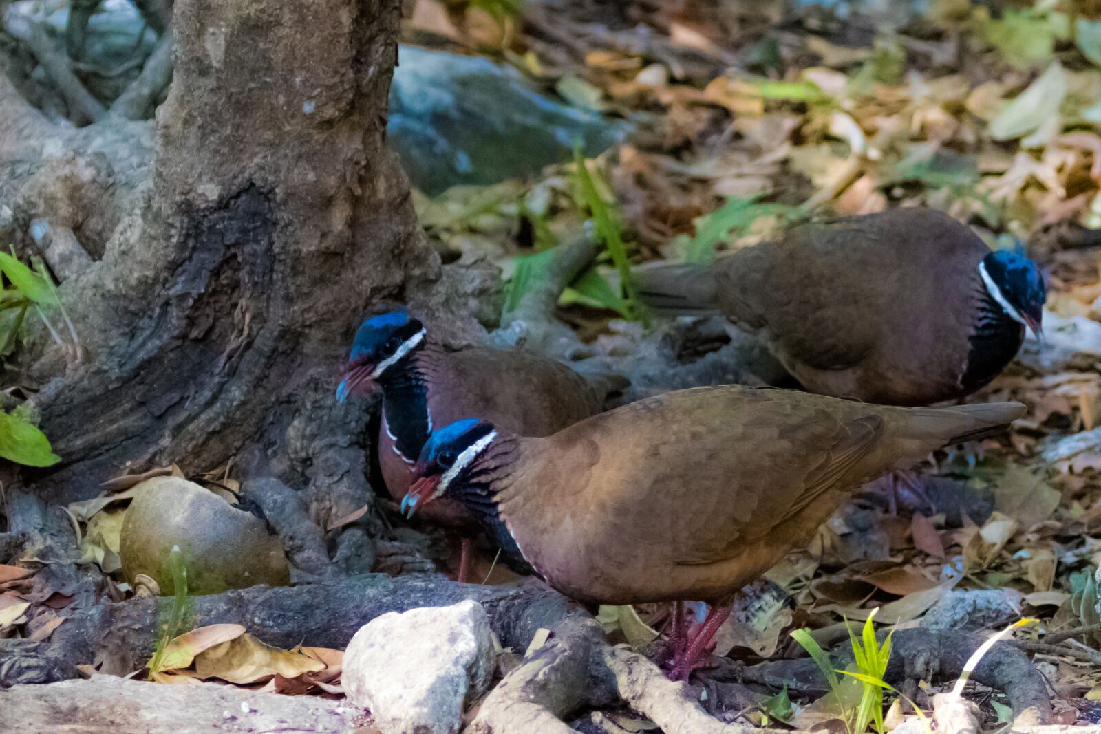 Canon EOS 7D Mark II sample photo. Cuba, pigeon, bird photography