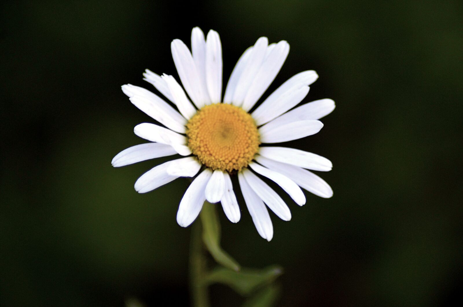 Nikon D3200 sample photo. Flower, close up, blossom photography