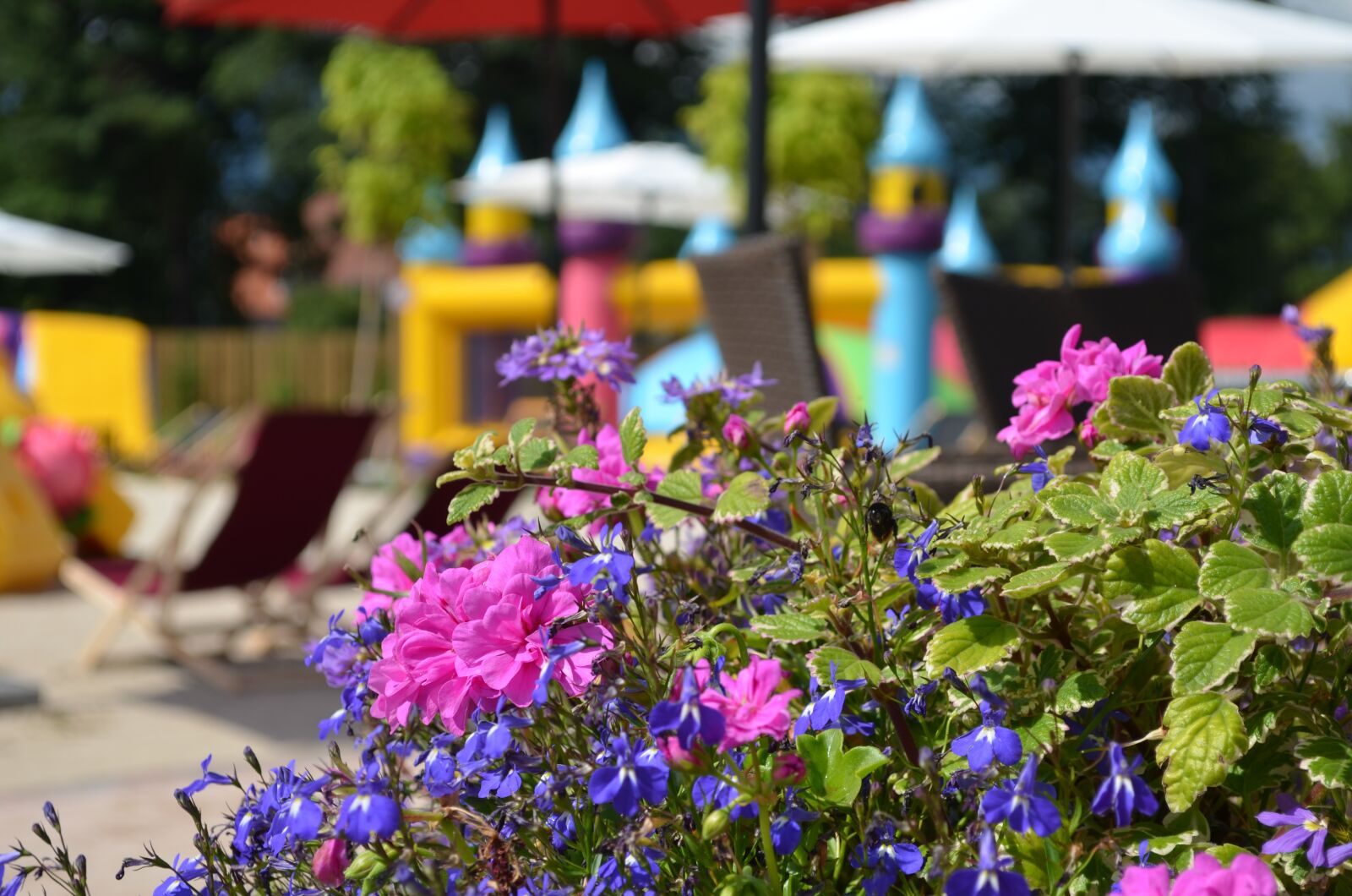Nikon D5100 sample photo. Garden, nature, flower photography