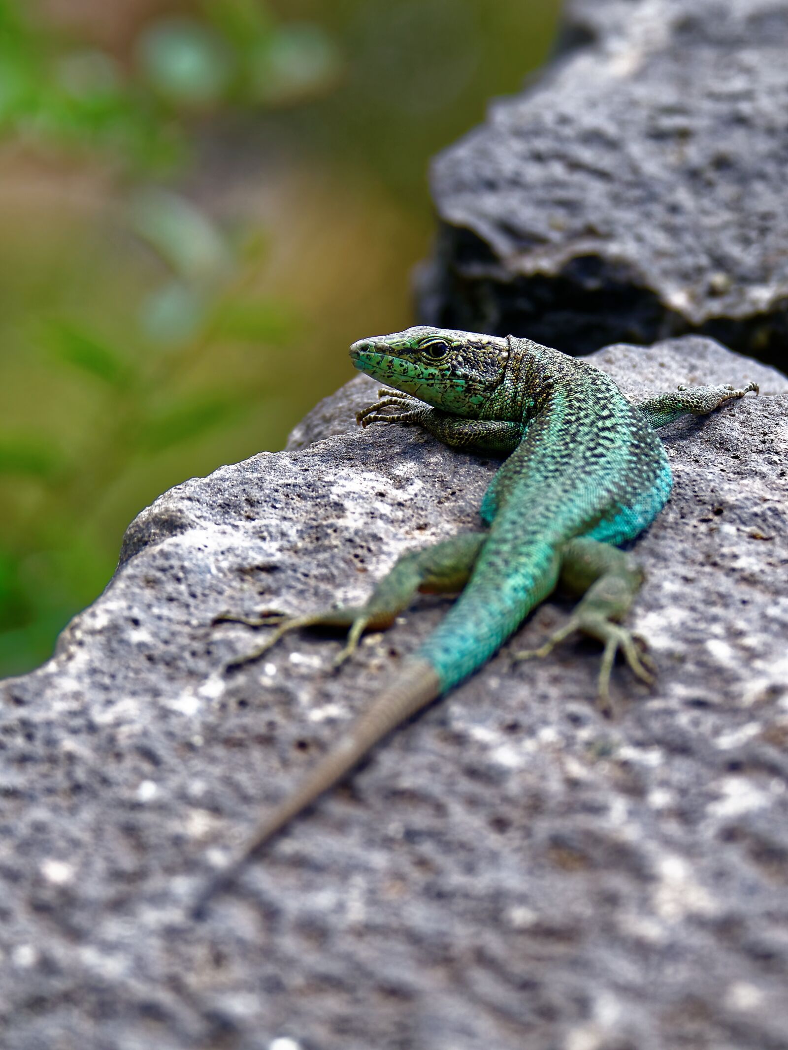 Panasonic Lumix DMC-FZ1000 sample photo. Lizard, stone wall, reptile photography