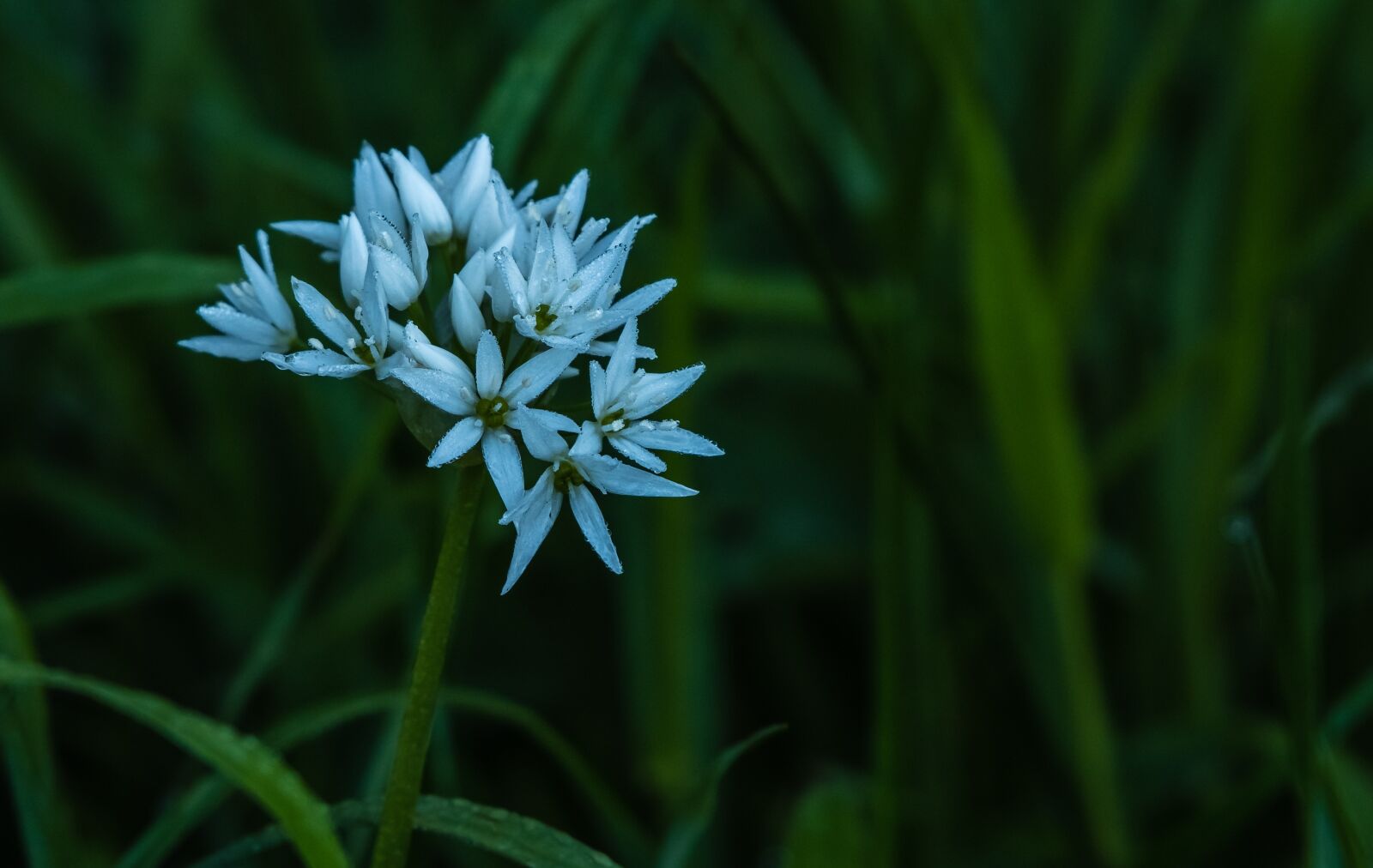Nikon D500 sample photo. Flora, flower, plant photography