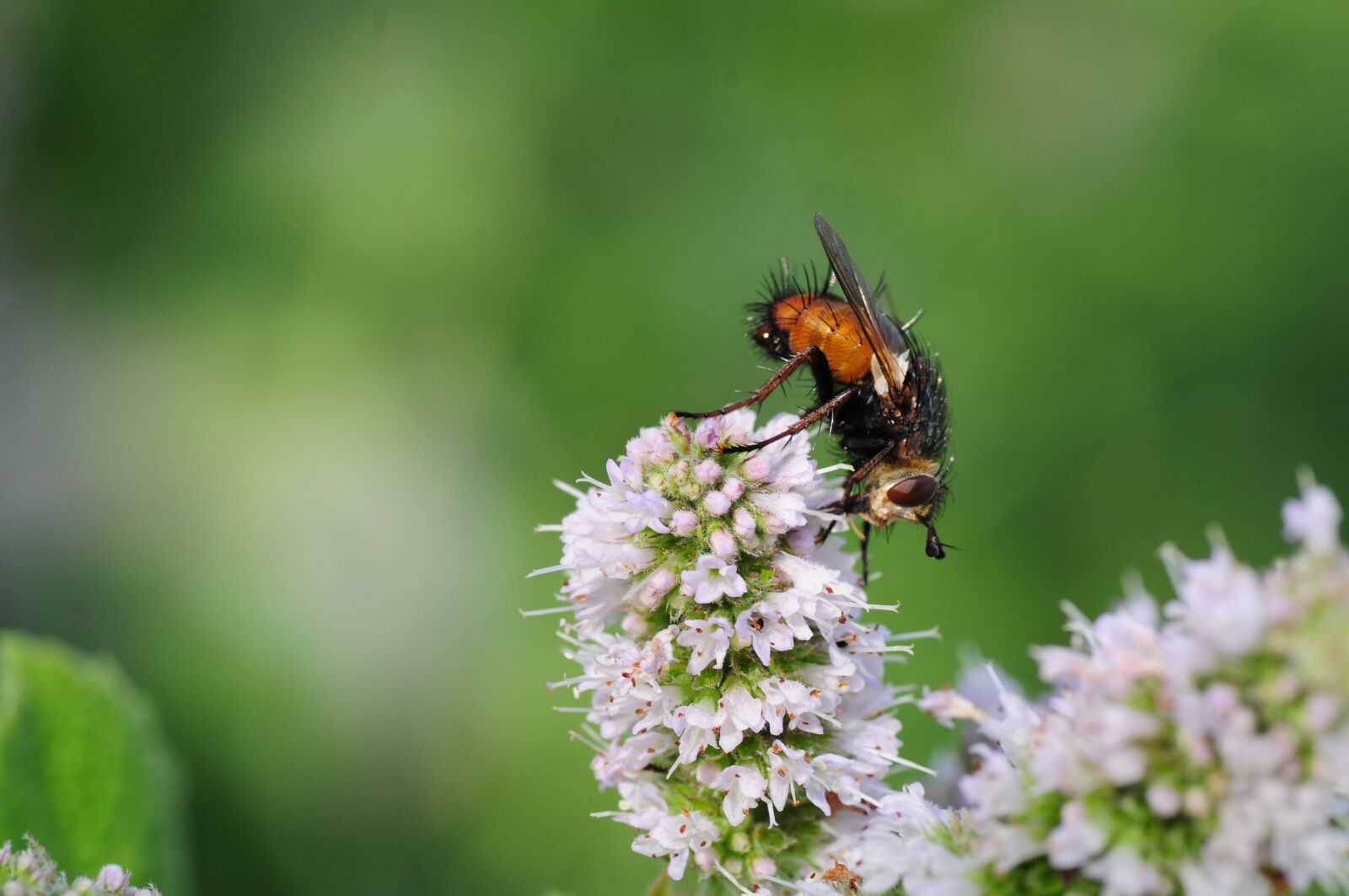 Nikon D300S sample photo. Fly, hoverfly, insect photography