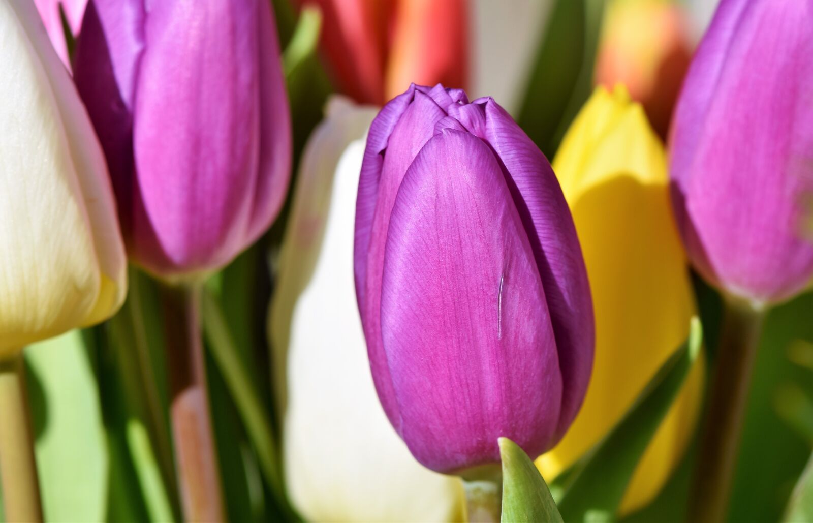 Nikon D7200 sample photo. Tulip, blossom, bloom photography