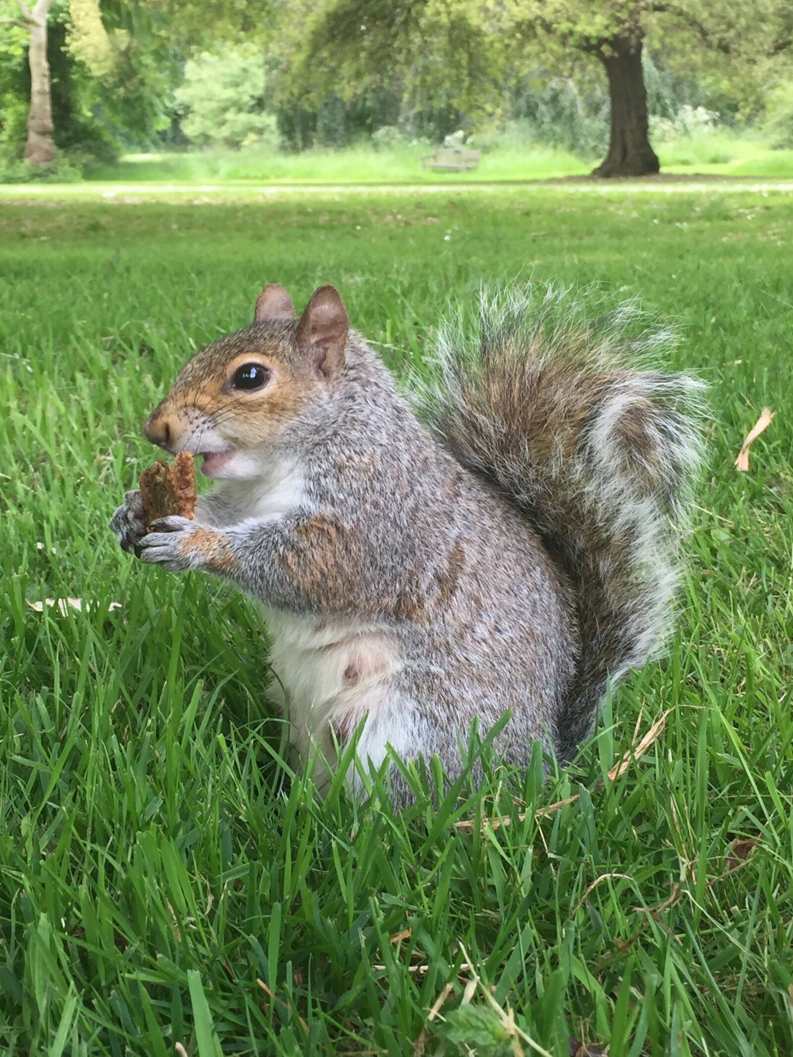 Apple iPhone 6 Plus sample photo. Squirrel, obesity, eating photography