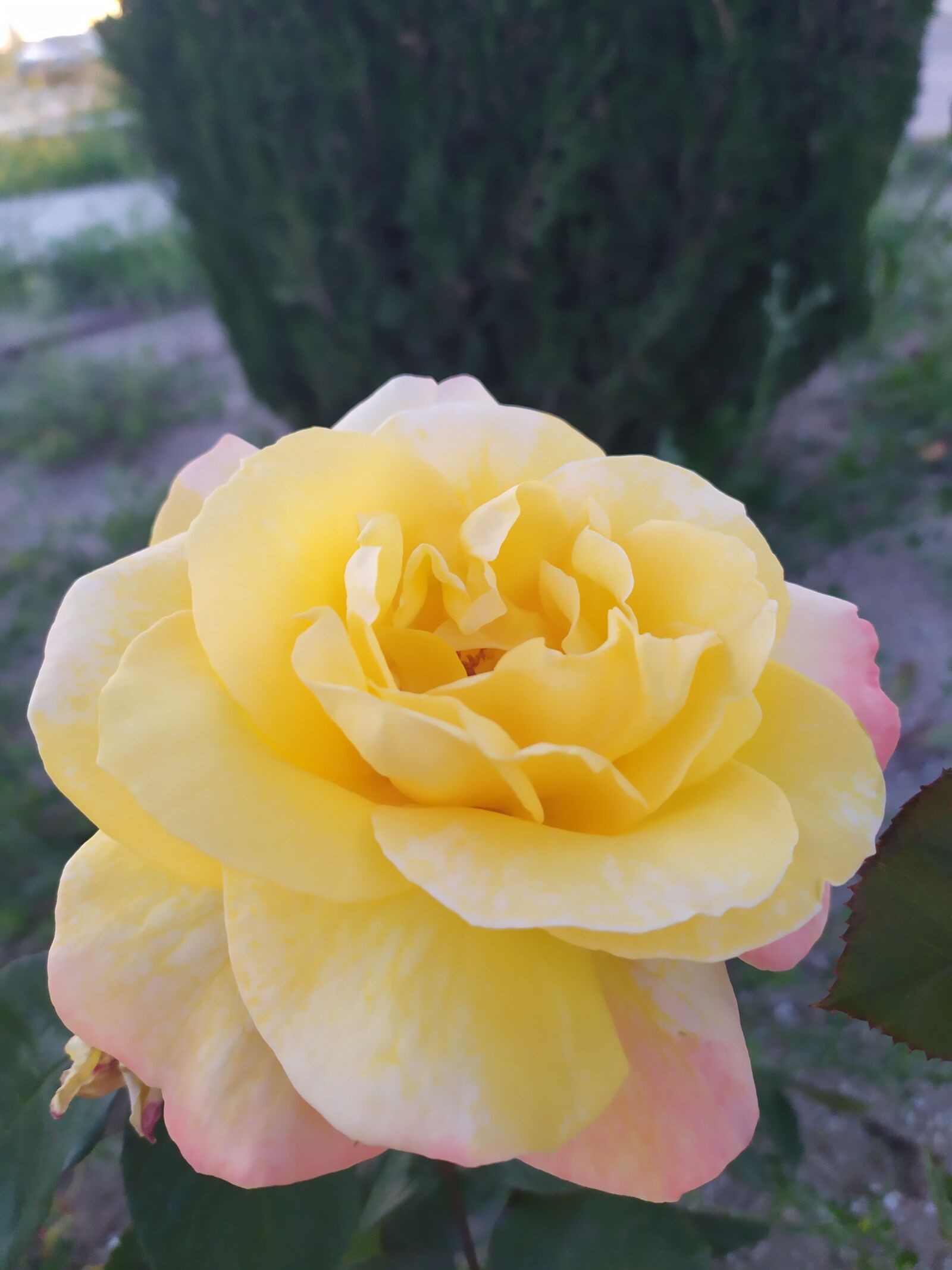 Xiaomi Redmi Note 7 sample photo. Flower, countryside, madrid photography