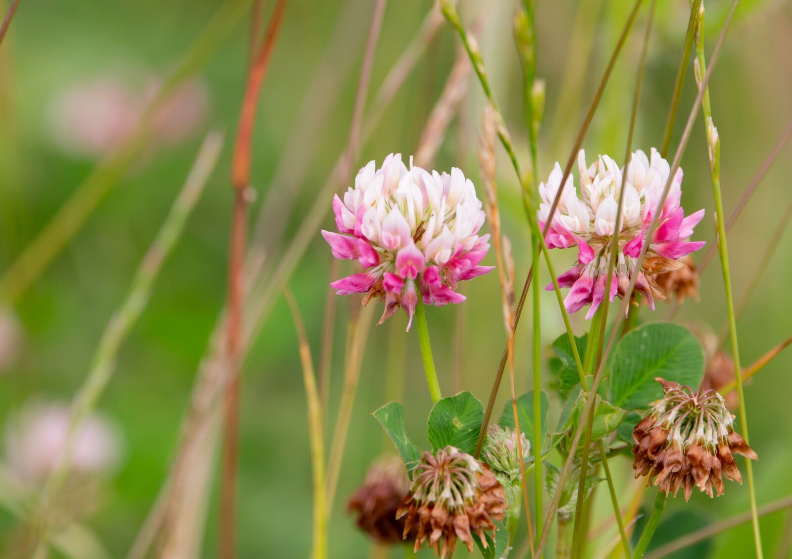 150-600mm F5-6.3 DG OS HSM | Contemporary 015 sample photo. Pink clover, trifolium repens photography