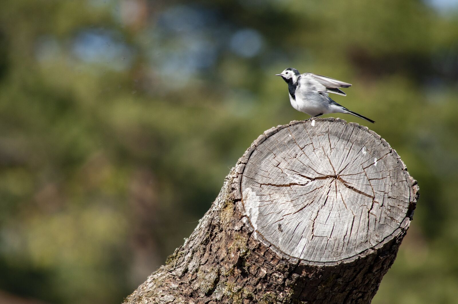 Nikon D5000 sample photo. Bird, wagtail, animal photography