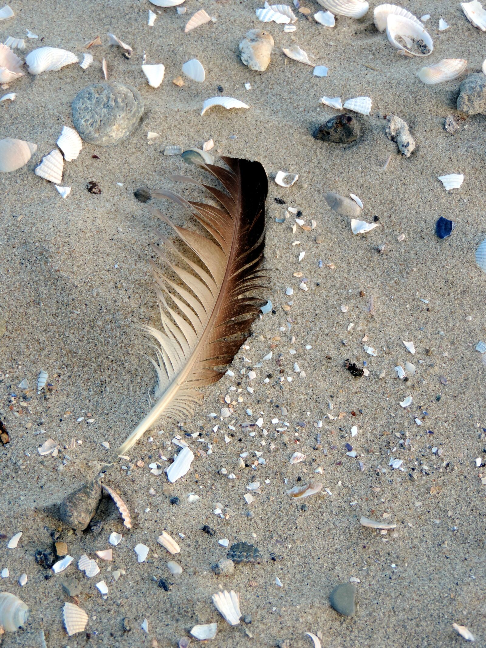 Nikon Coolpix P520 sample photo. Bird feather, mussels, most photography