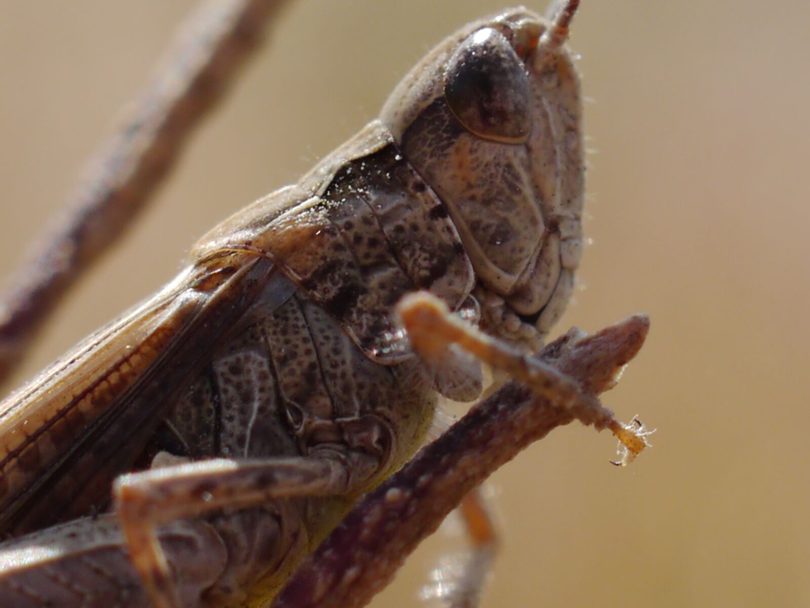 Panasonic Lumix DMC-GH2 sample photo. Nature, insect, summer photography