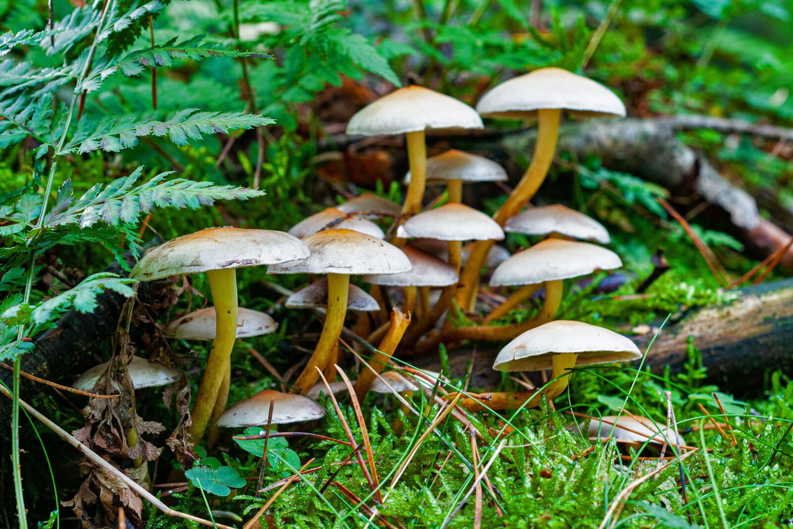 Nikon D300S sample photo. Mushroom, autumn, forest photography