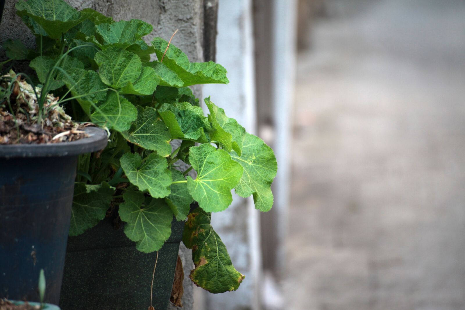 Canon EOS 5D Mark II sample photo. Leaf, nature, plants photography