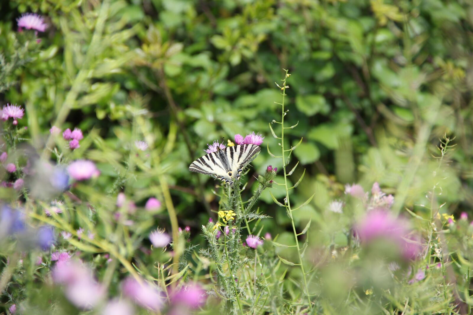 Canon EOS 550D (EOS Rebel T2i / EOS Kiss X4) sample photo. Butterfly, wildflowers, nature photography