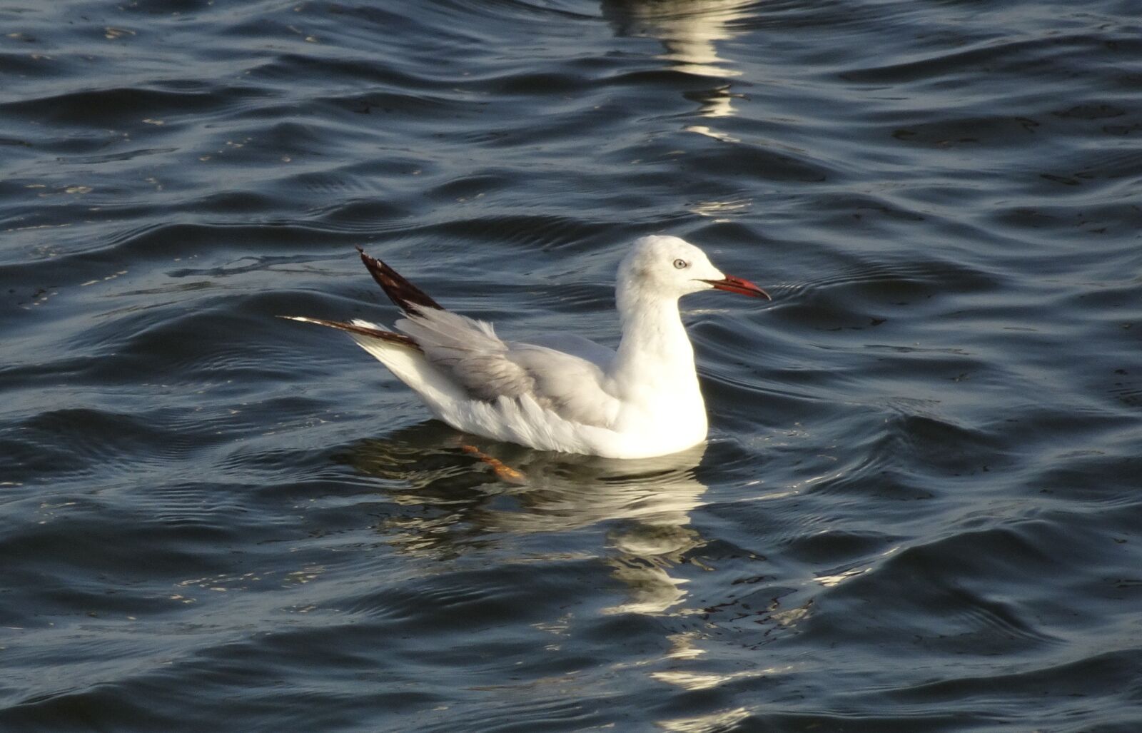 Sony Cyber-shot DSC-HX90V sample photo. Gull, bird, slender-billed gull photography
