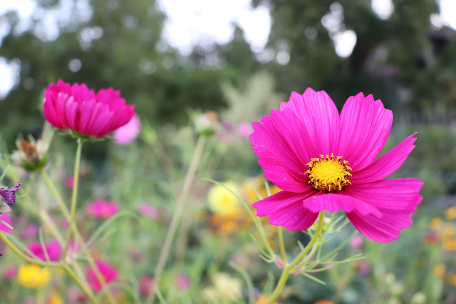 Canon EOS 800D (EOS Rebel T7i / EOS Kiss X9i) sample photo. Flower, nature, pink photography