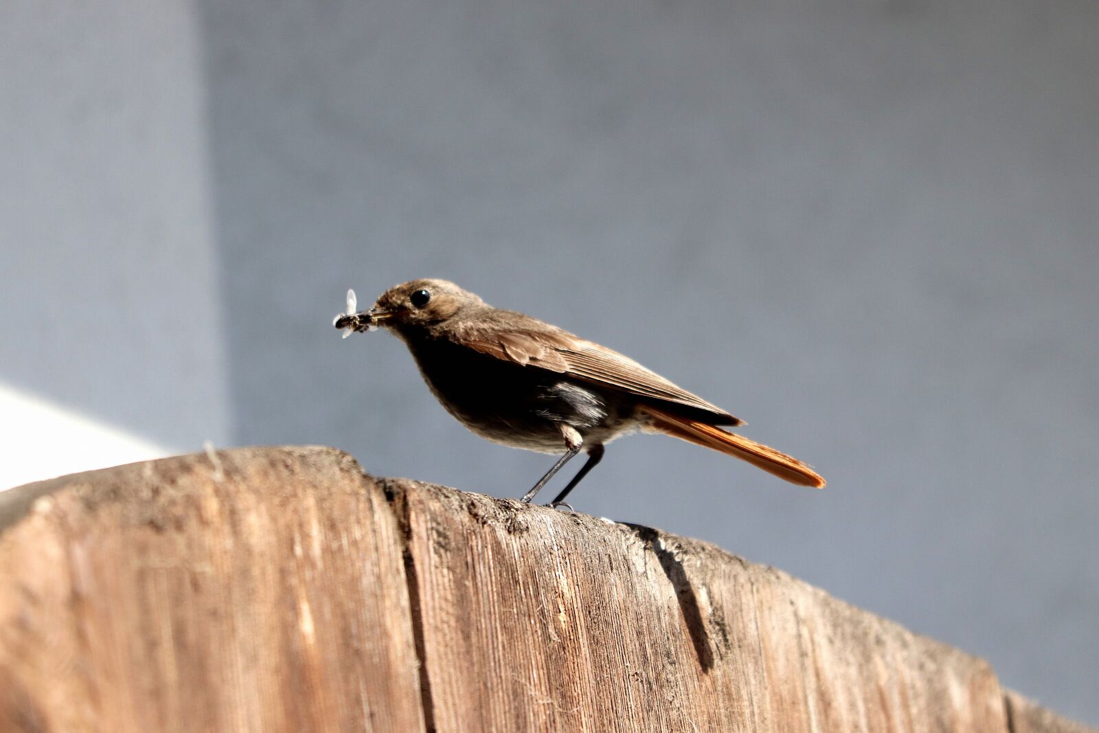 Canon EF 70-300 F4-5.6 IS II USM sample photo. Bird, rotschwaenzchen, insect photography