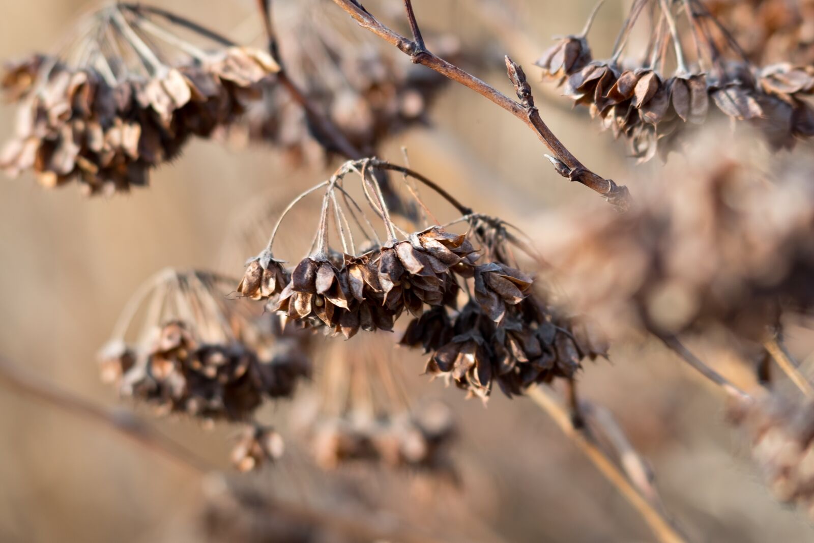 Fujifilm X-T10 sample photo. Autumn, nature, morning photography