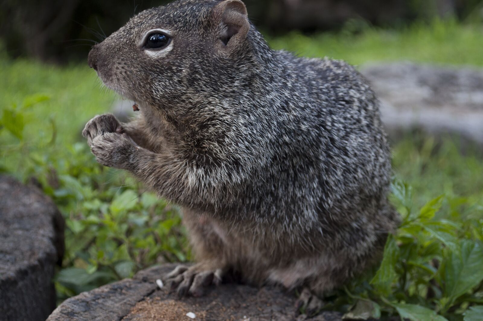 Nikon D5000 sample photo. Mammal, wildlife, nature photography