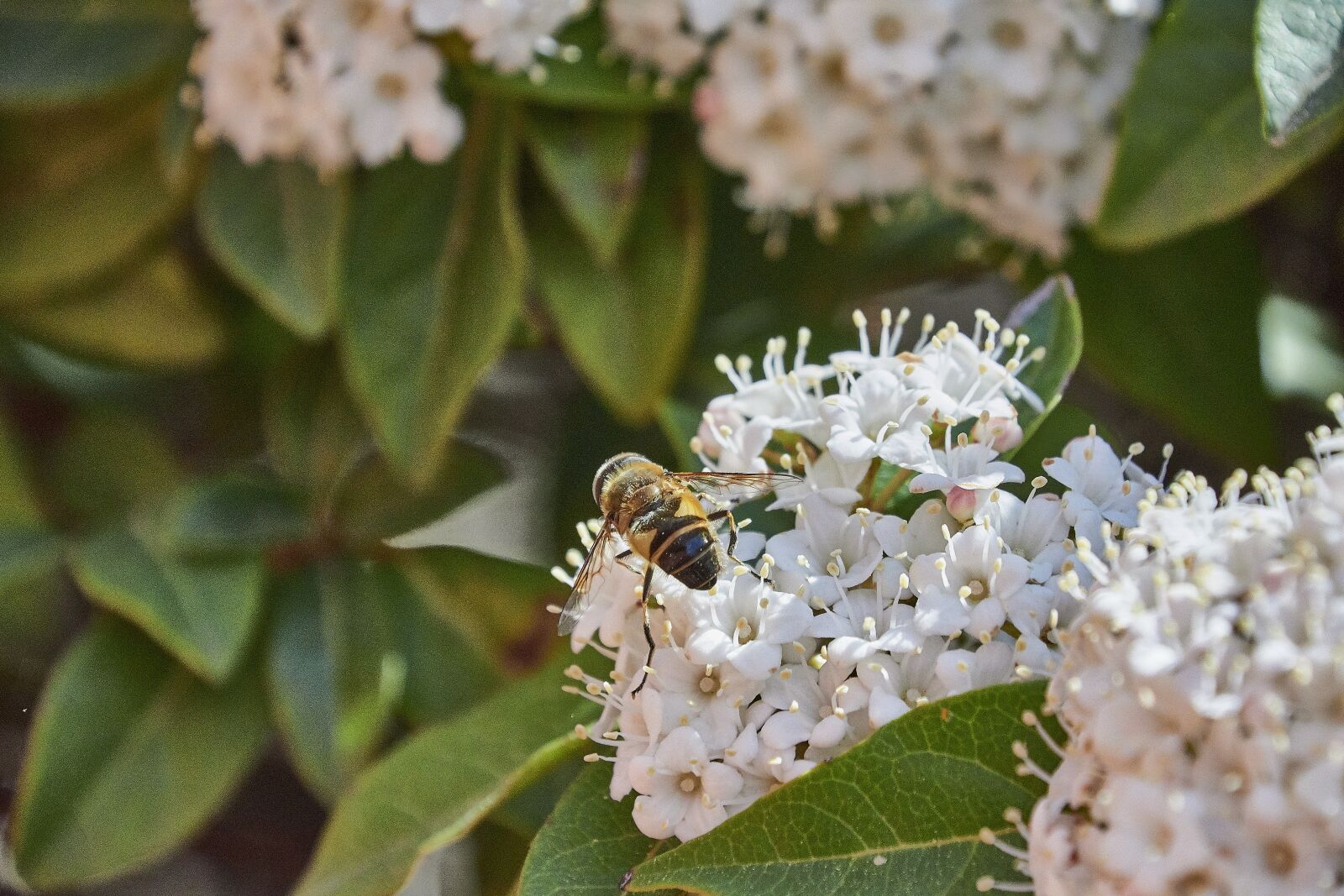 Nikon D7200 sample photo. Flower, garden, flowers photography