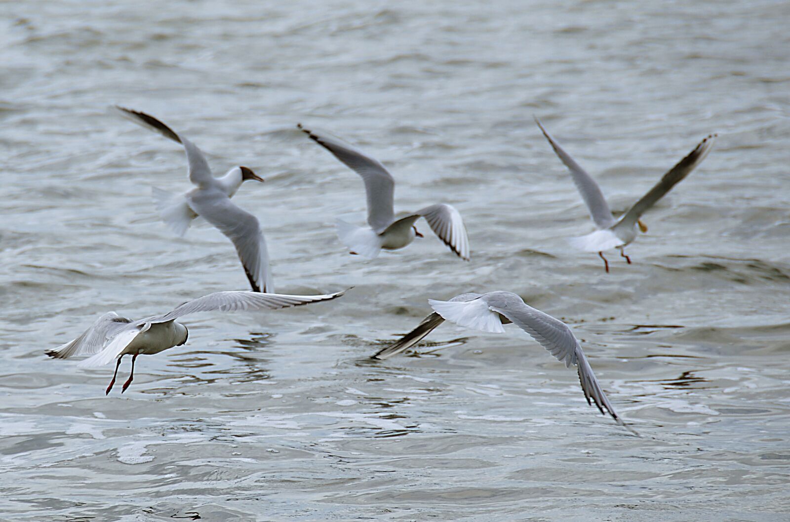 Nikon D90 sample photo. Gulls, lake, water bird photography