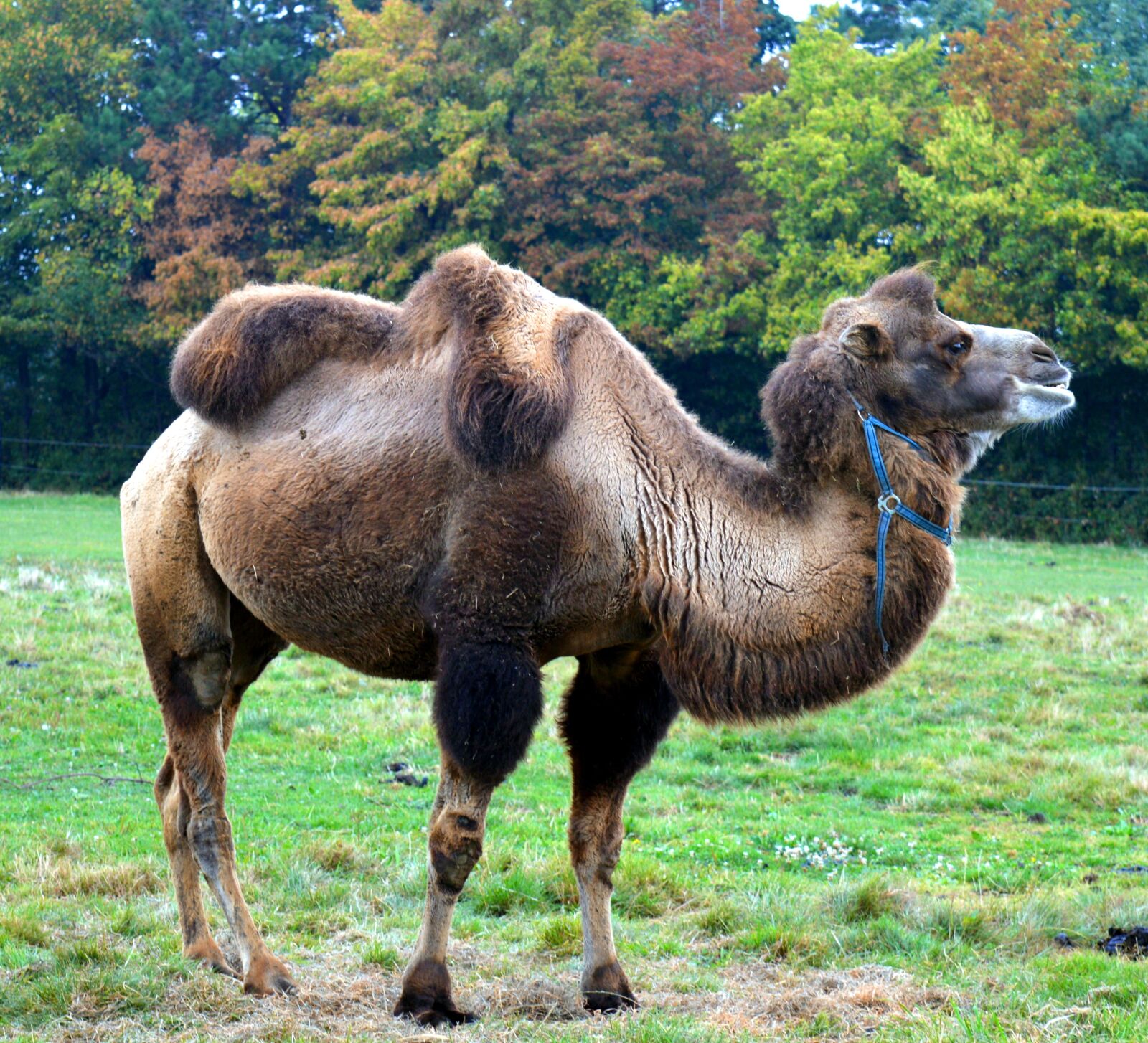 Nikon D3200 sample photo. Camel, camelus dromedarius, calluses photography