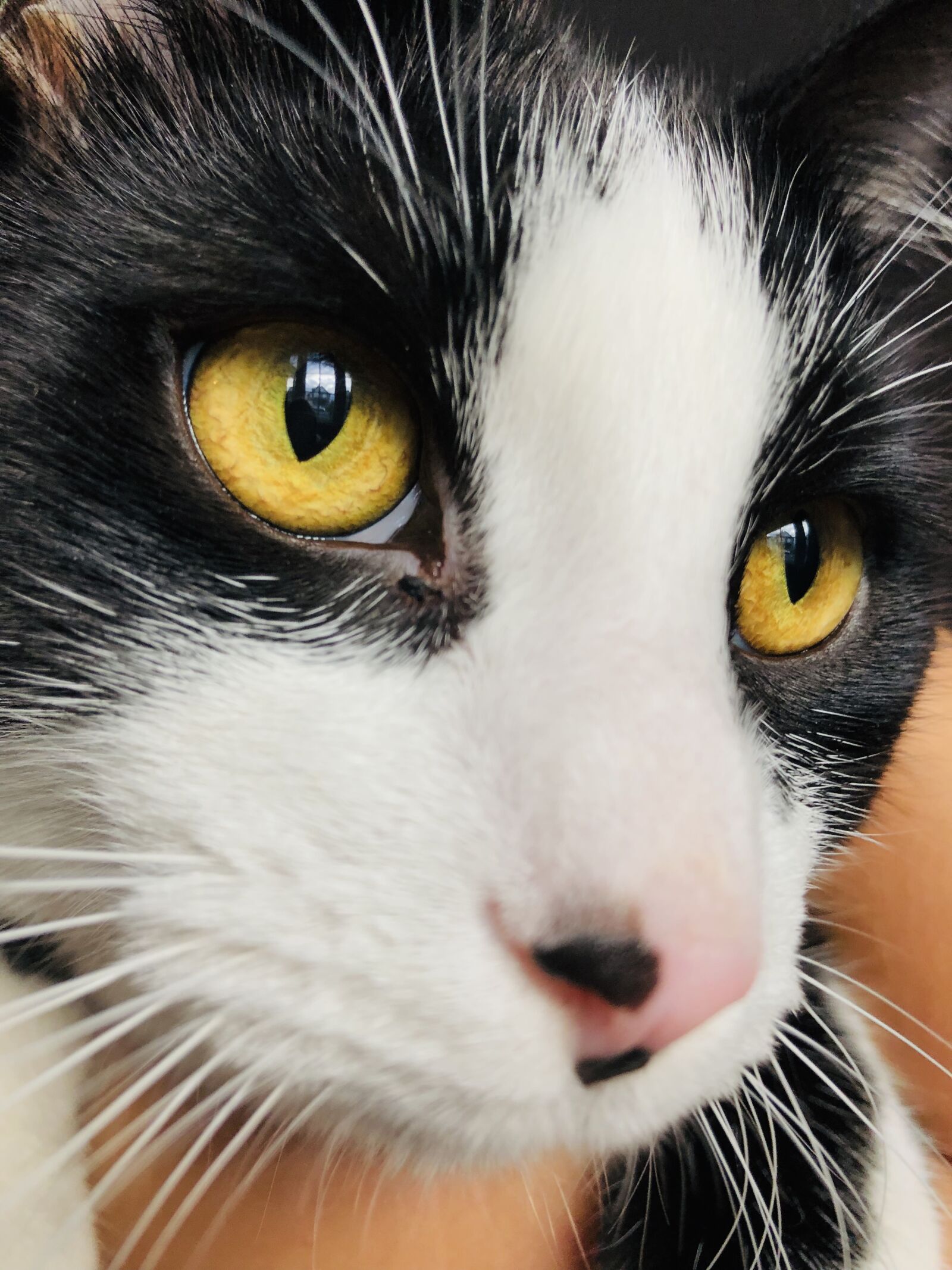 iPhone 8 back camera 3.99mm f/1.8 sample photo. Domestic cat, close up photography