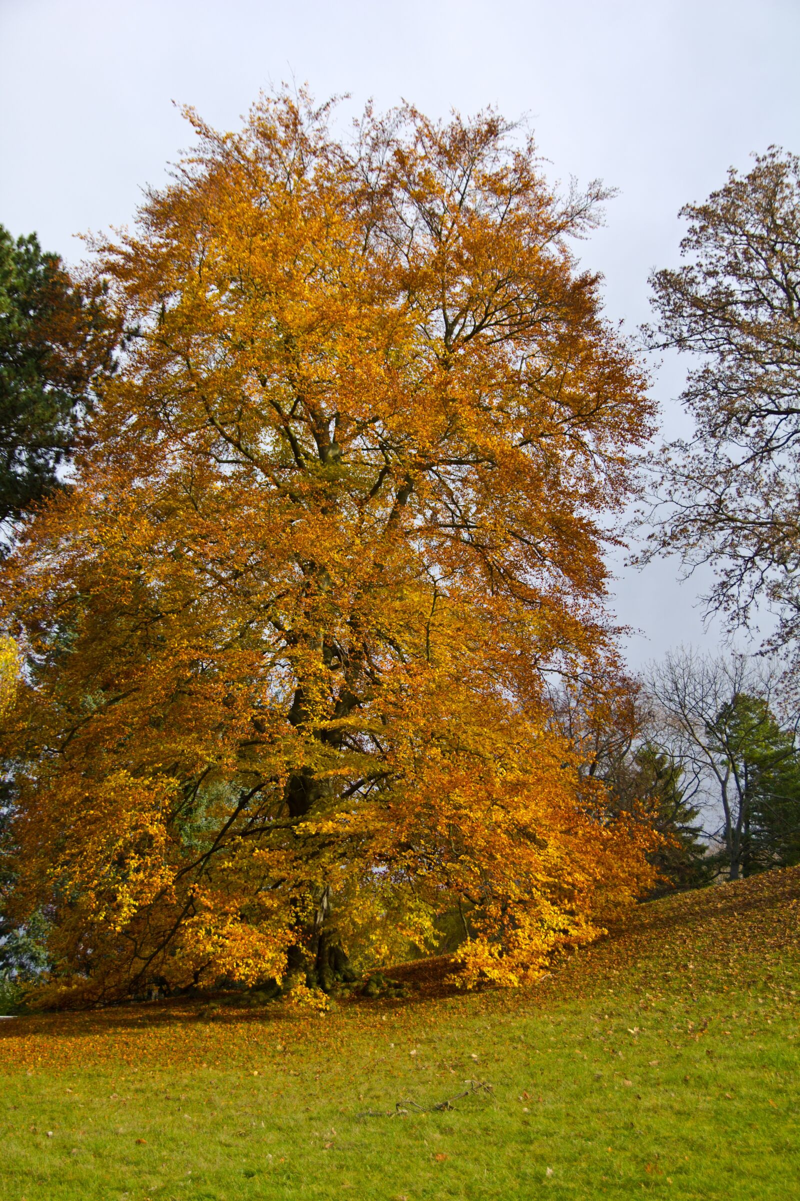 Canon EOS 550D (EOS Rebel T2i / EOS Kiss X4) sample photo. Autumn, tree, leaves photography