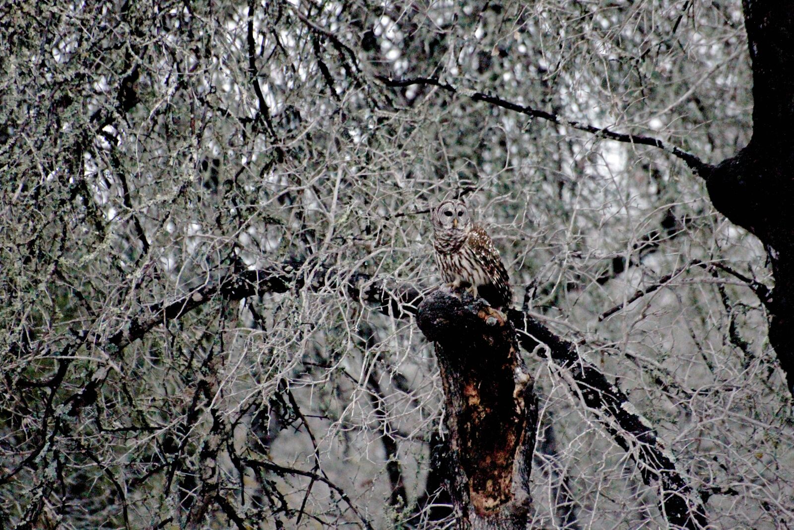 Canon EOS 60D sample photo. Bird of prey, owl photography