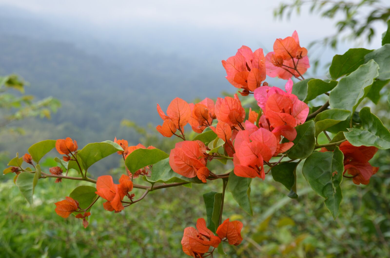 Nikon D7000 sample photo. Flower, red, exotic photography