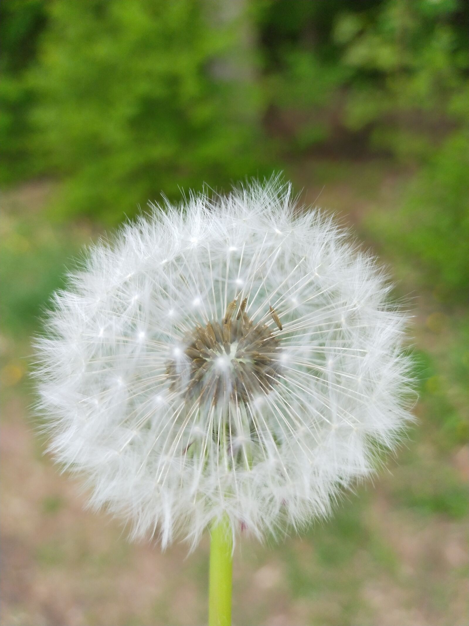 OPPO A9 2020 sample photo. Forest, spring, plants photography