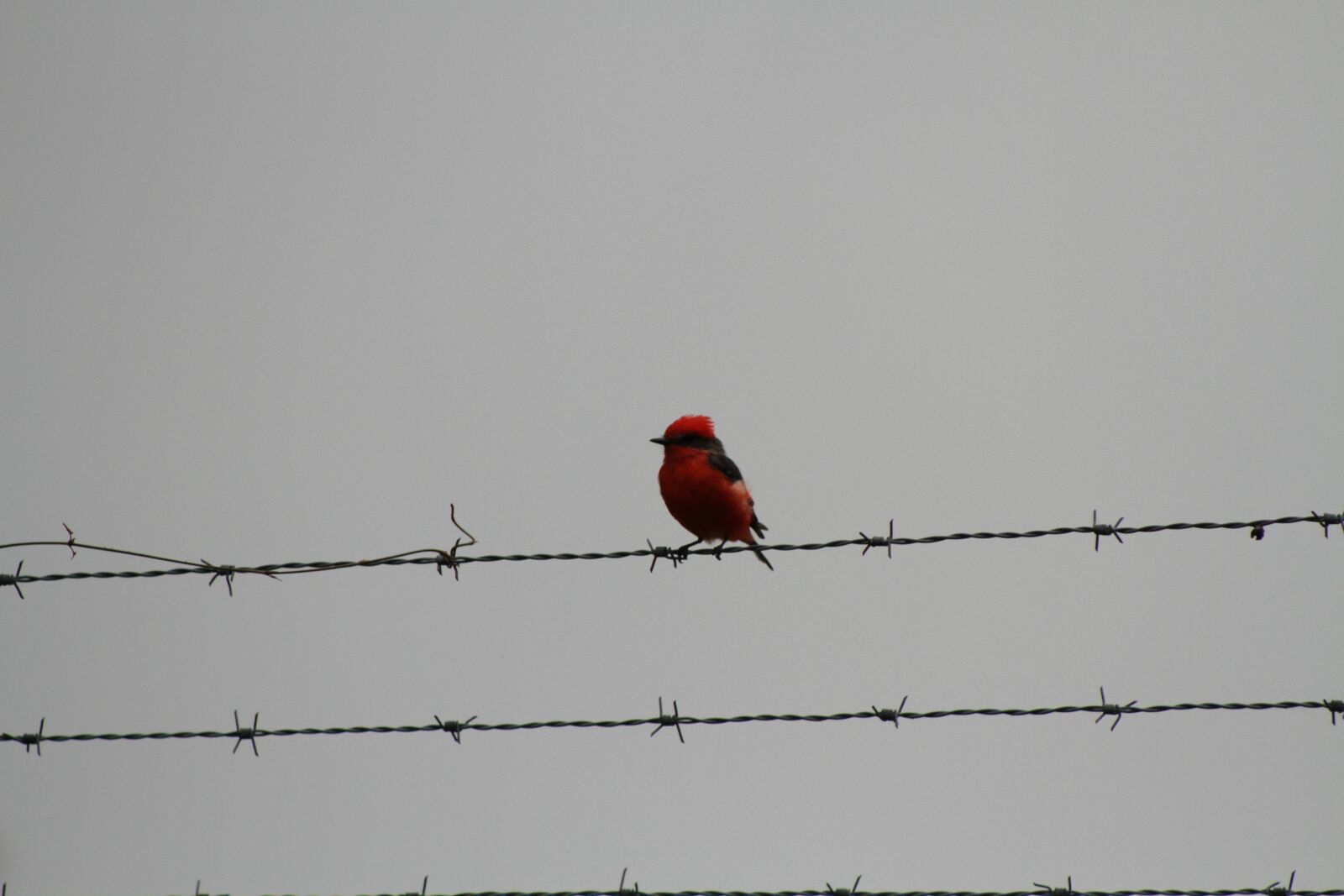 Canon EOS 7D sample photo. Pájaro, rojo, bird photography