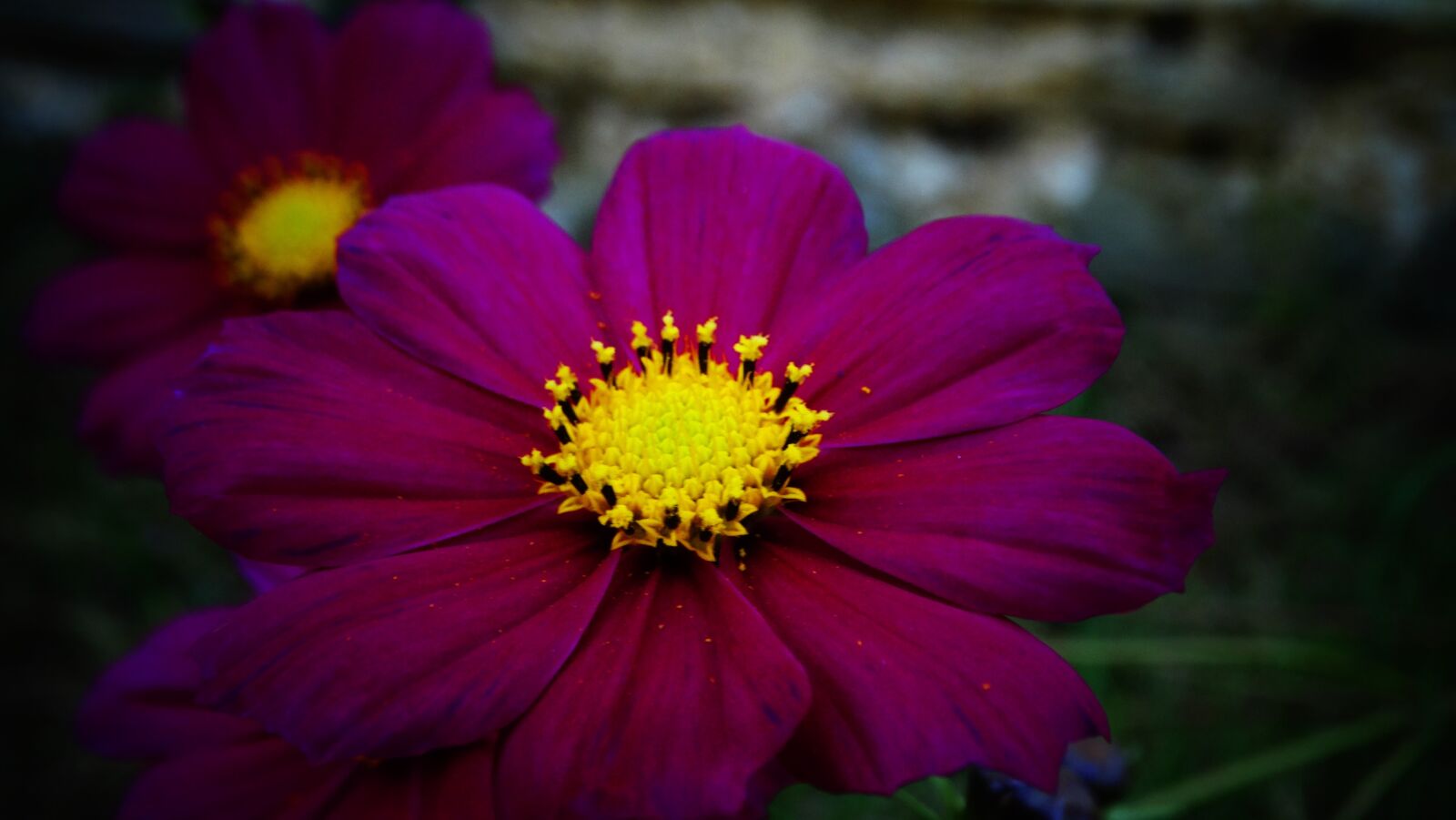 Sony Cyber-shot DSC-HX300 sample photo. Cosmea, flower, beautiful photography