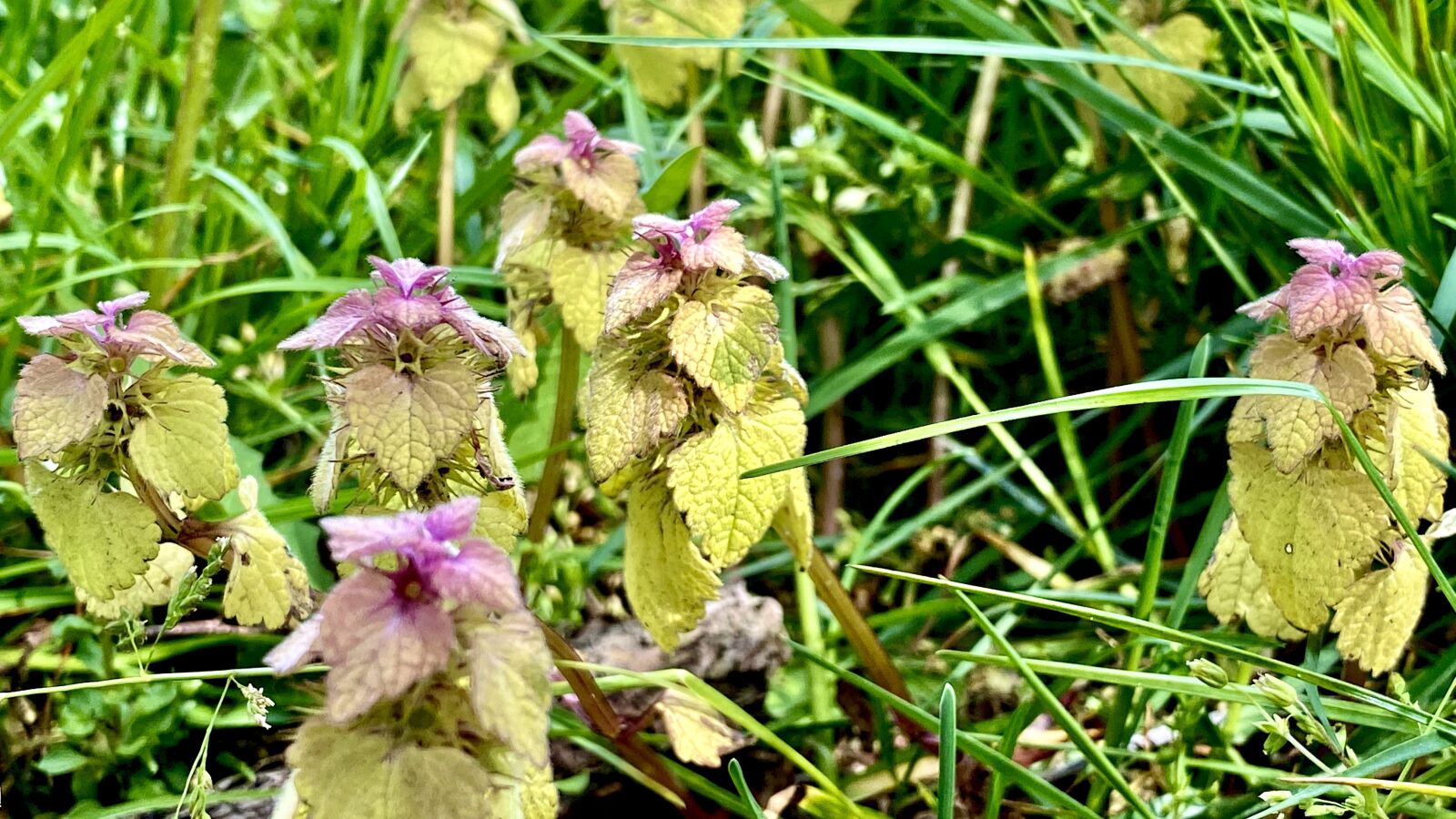 Apple iPhone 11 Pro sample photo. Plant, spring, purple photography