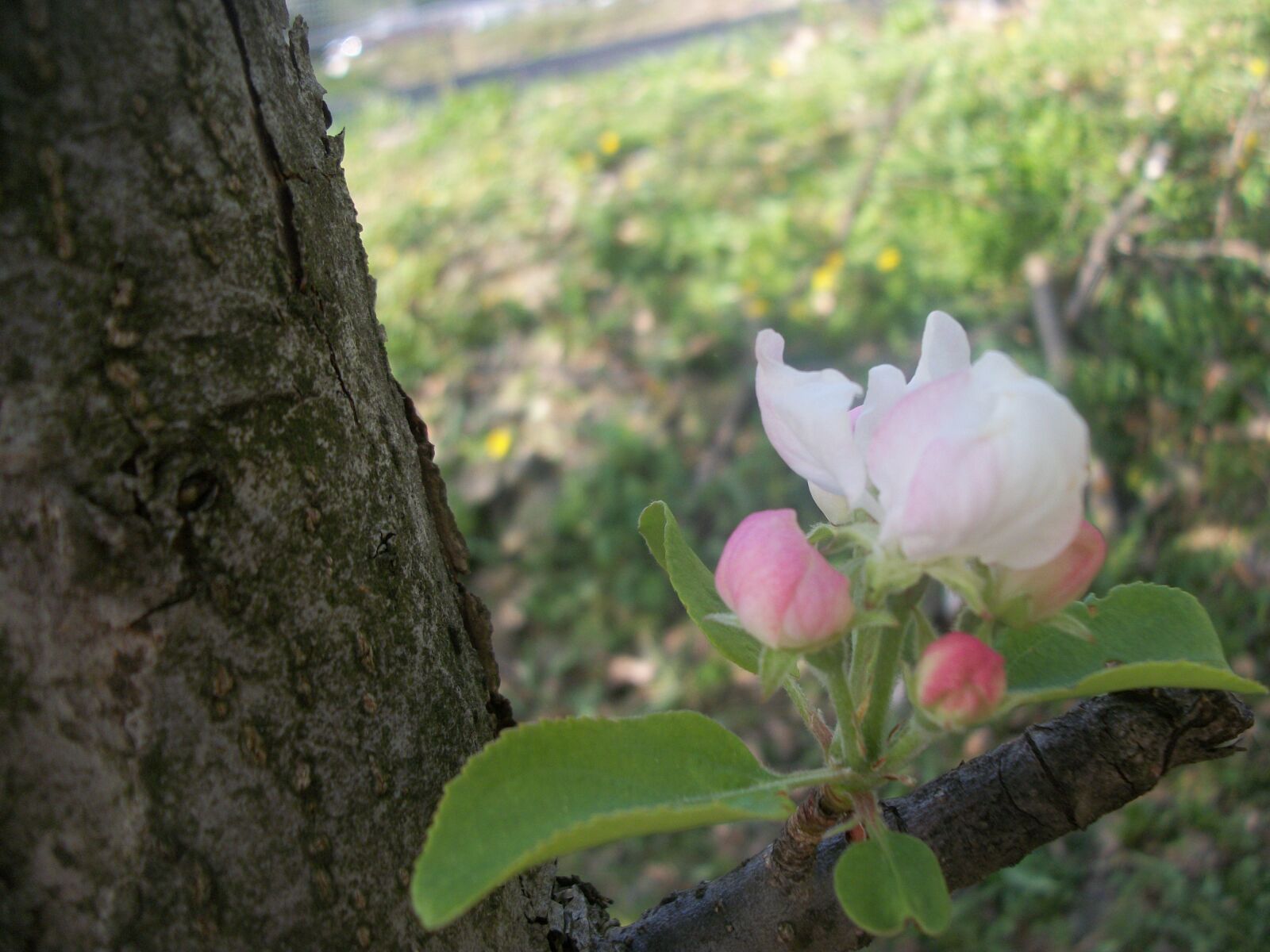 Kodak EASYSHARE C182 DIGITAL CAMERA sample photo