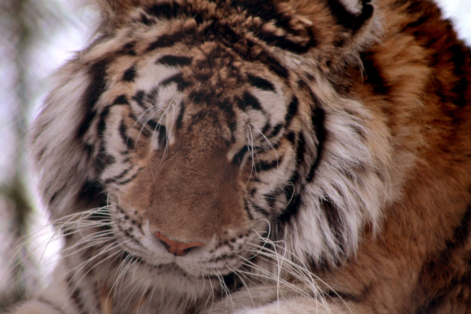 Canon EOS 1100D (EOS Rebel T3 / EOS Kiss X50) sample photo. Big, cat, tiger photography