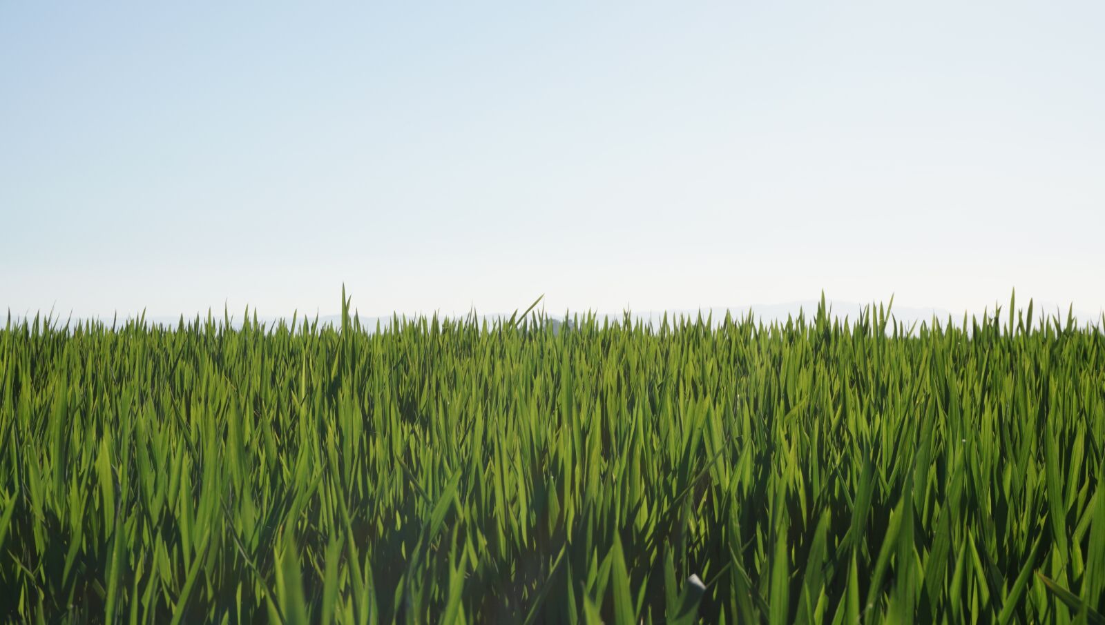 Sony a6000 sample photo. Agriculture, fields, rice photography