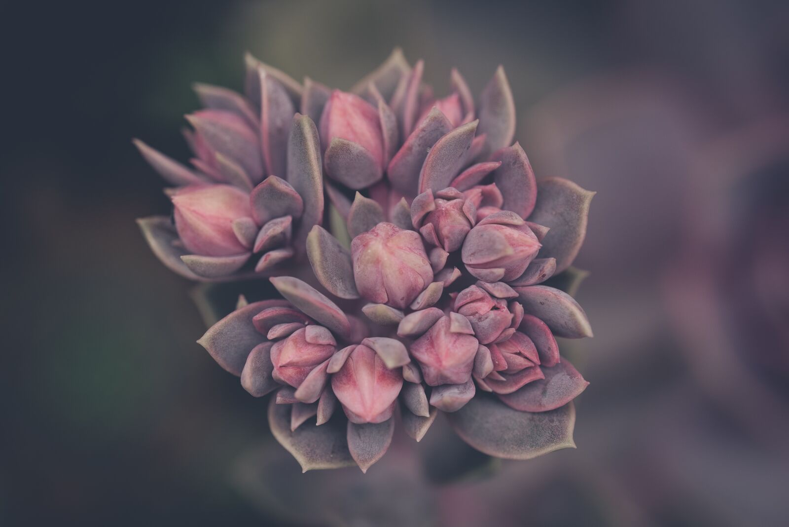 Nikon D750 sample photo. Plant, blossom, bloom photography