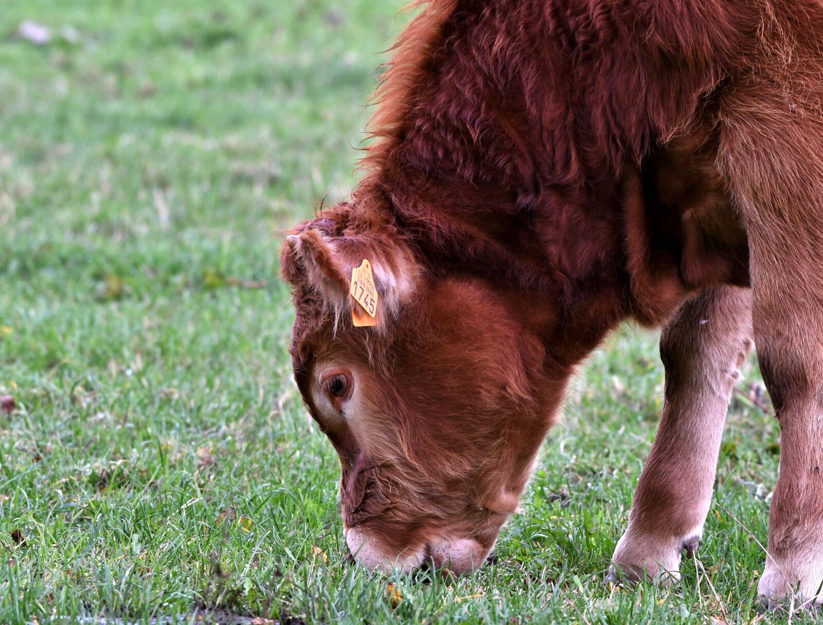 Nikon D500 sample photo. Calf, browser, mammal photography