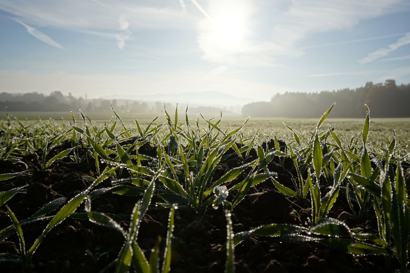 Sony Alpha a5000 (ILCE 5000) sample photo. Cereals, wheat, barley photography
