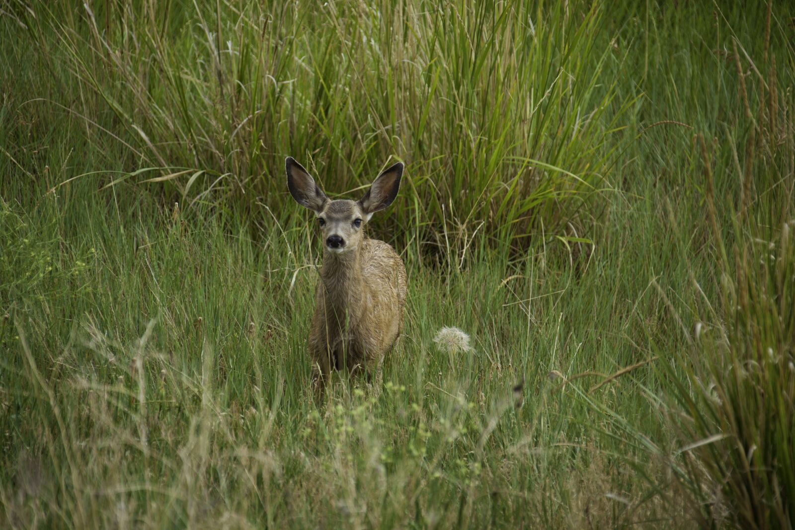 Canon EOS 5D Mark II + Canon EF 28-300mm F3.5-5.6L IS USM sample photo. Deer, young, fawn photography