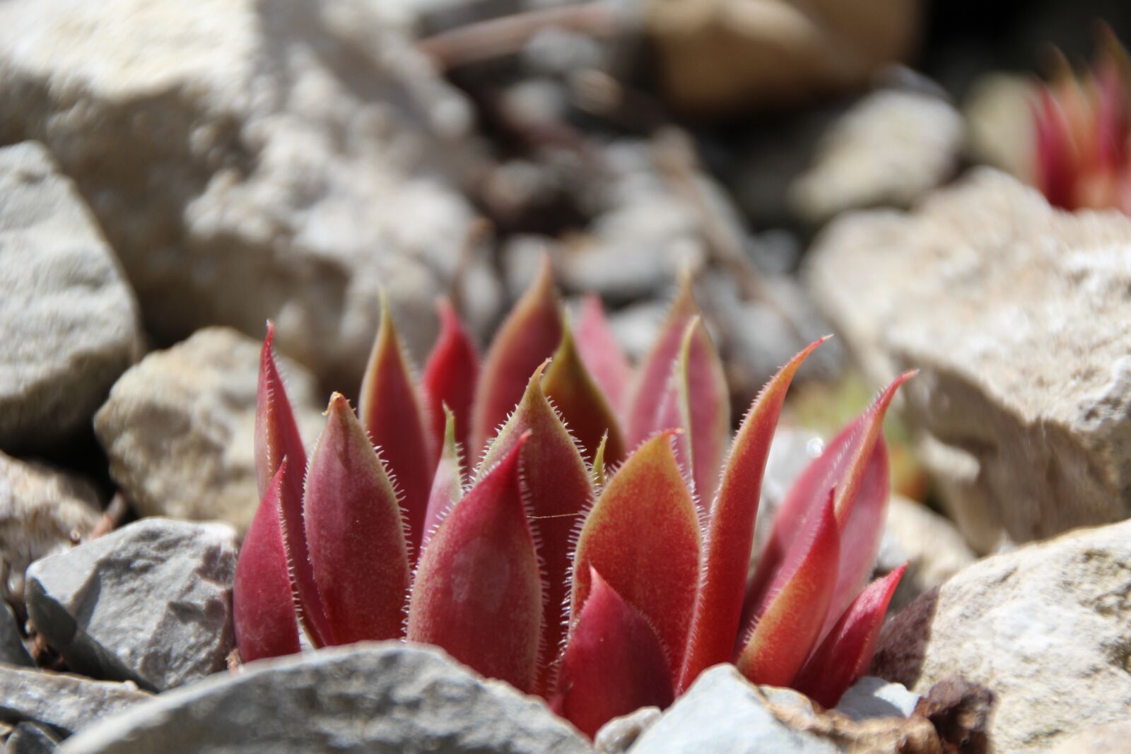 Canon EOS 1200D (EOS Rebel T5 / EOS Kiss X70 / EOS Hi) sample photo. Wurz, stone garden, red photography
