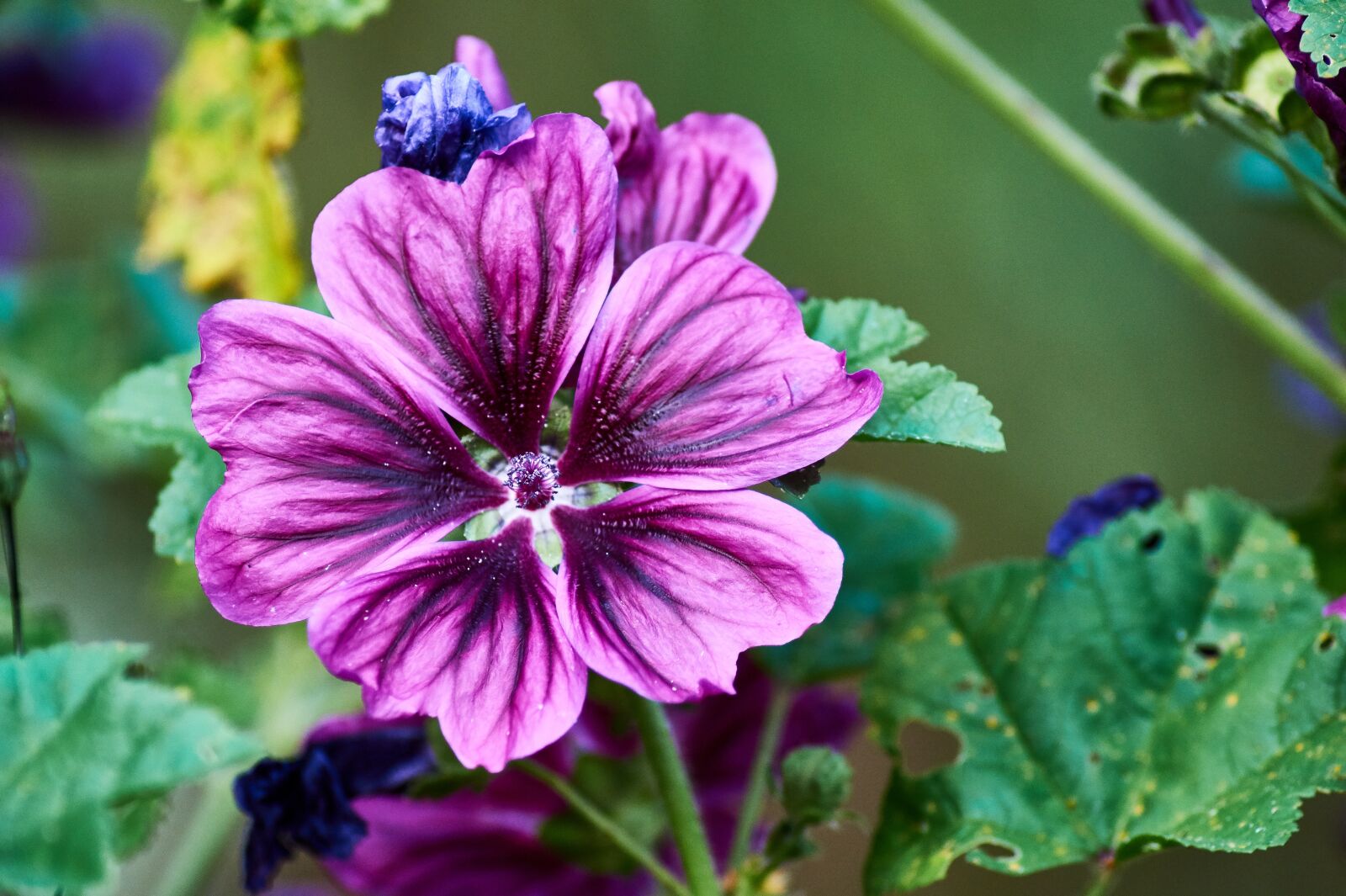 Sony SLT-A58 sample photo. Flower, nature, plant photography