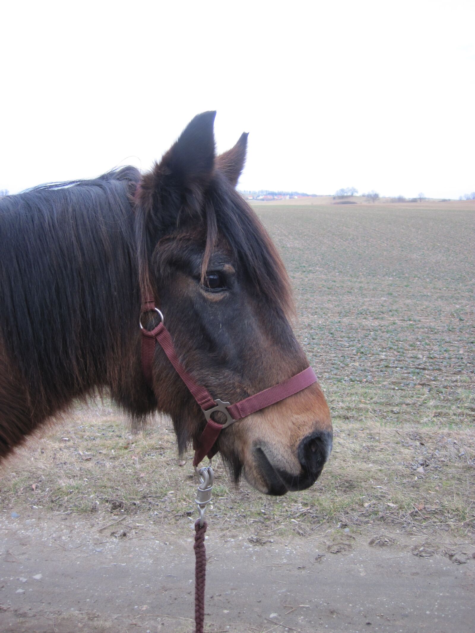 Canon PowerShot D10 sample photo. Pony, horse, brown photography