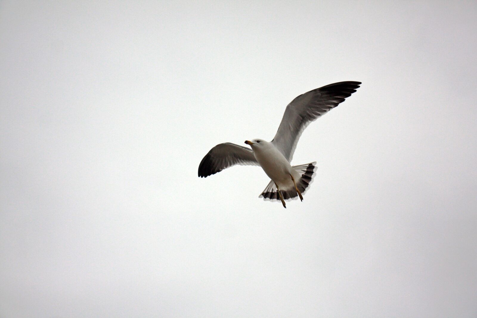 Canon EOS 450D (EOS Rebel XSi / EOS Kiss X2) sample photo. Seagull, white, feather photography